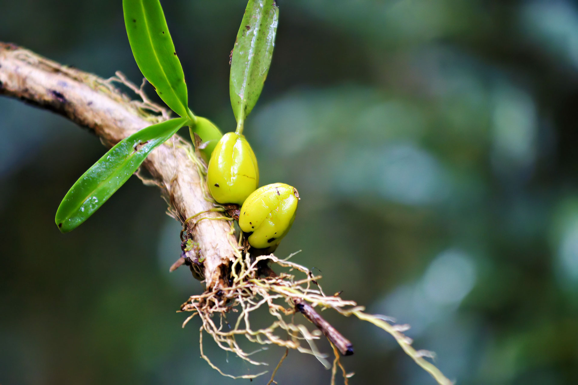 Ranomafana Nationalpark